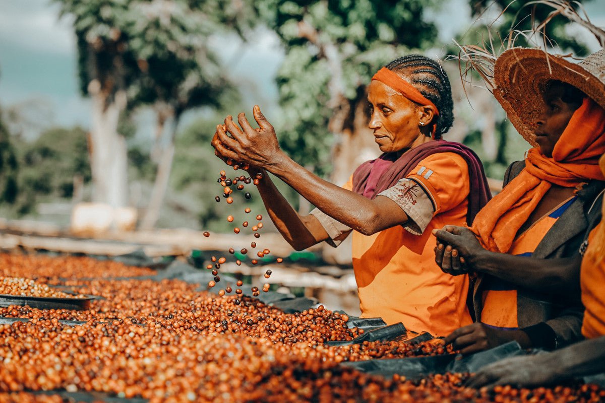 The Origin of Coffee: A Legendary Beginning - Rekebot Coffee